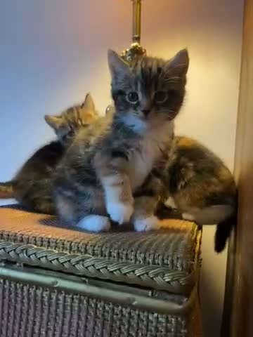 Mixed Breed cats for sale: Beautiful tabby kittens - Video 3