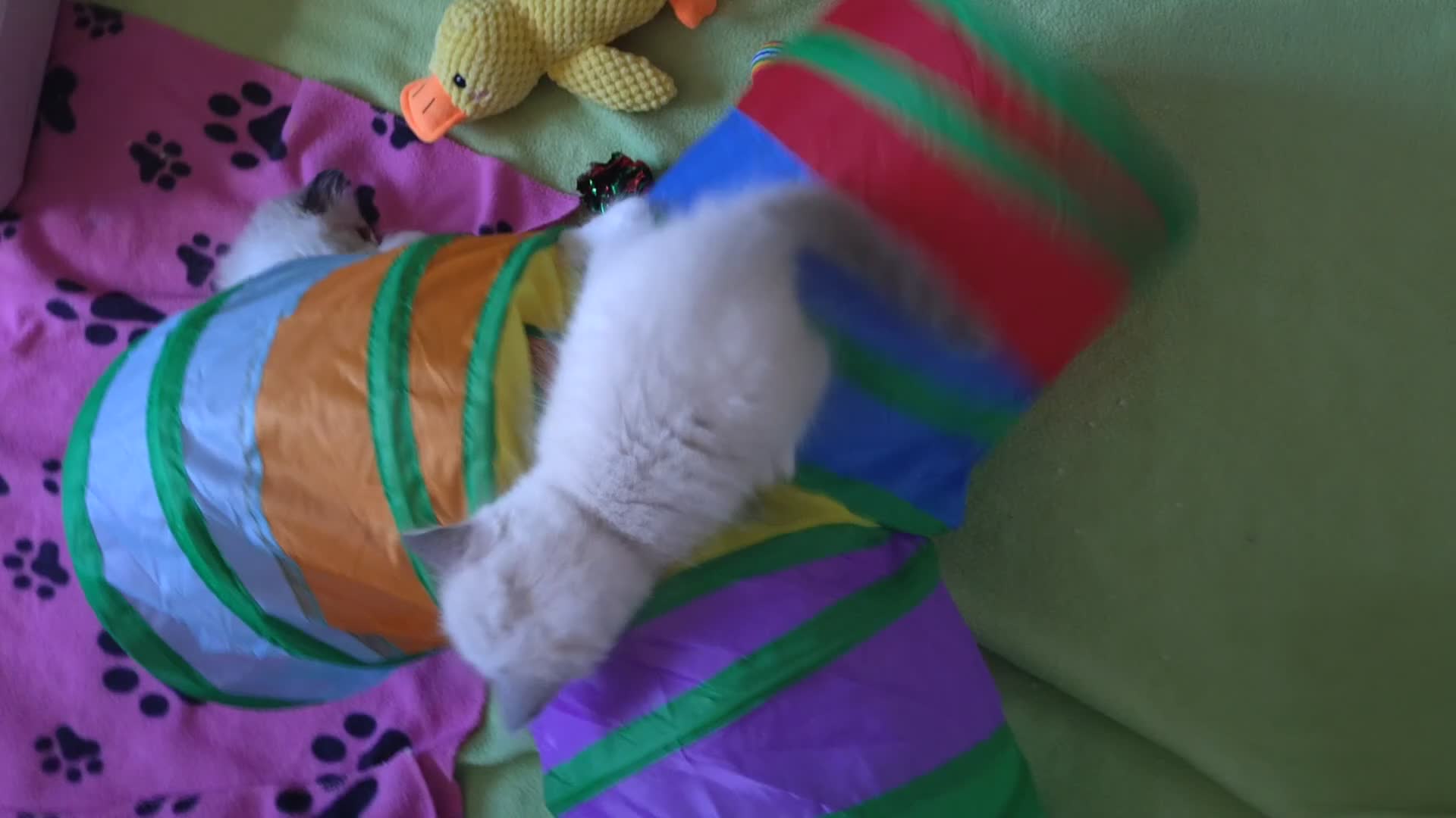 Ragdoll cats for sale: GCCF pedigree ragdoll kittens for sale £850 -£1100 - Video 3
