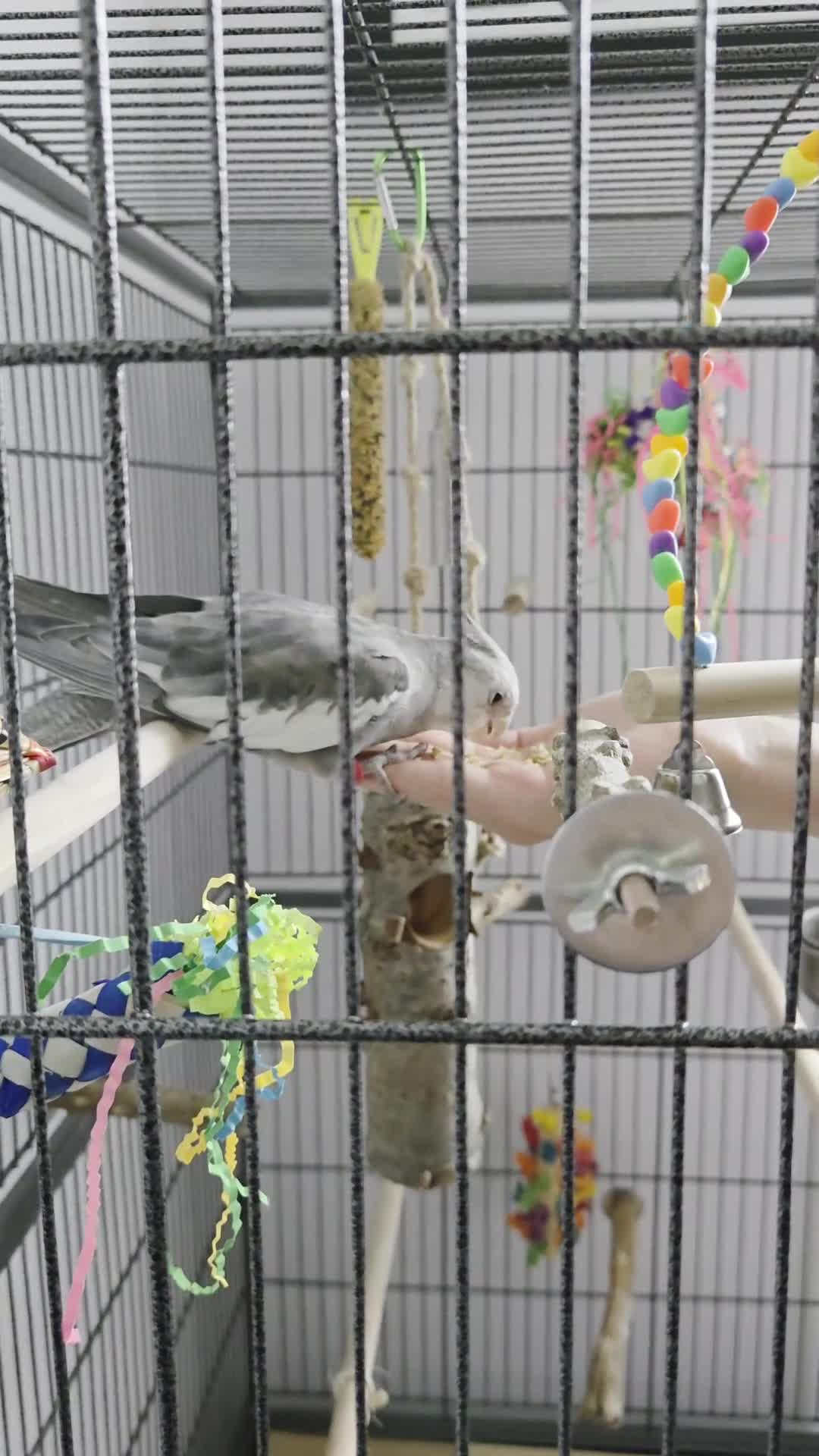 Cockatiels birds for sale: Cockatiel and cage for sale in Hinckley - Video 2