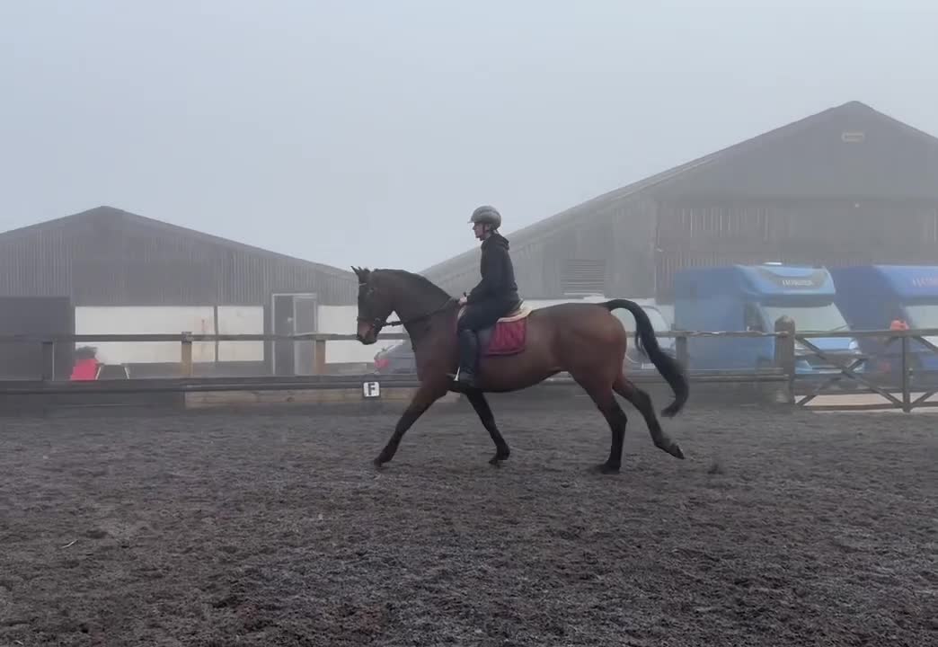 English Thoroughbred horses for sale: *Very talent 16hh bay gelding for sale * - Video 1