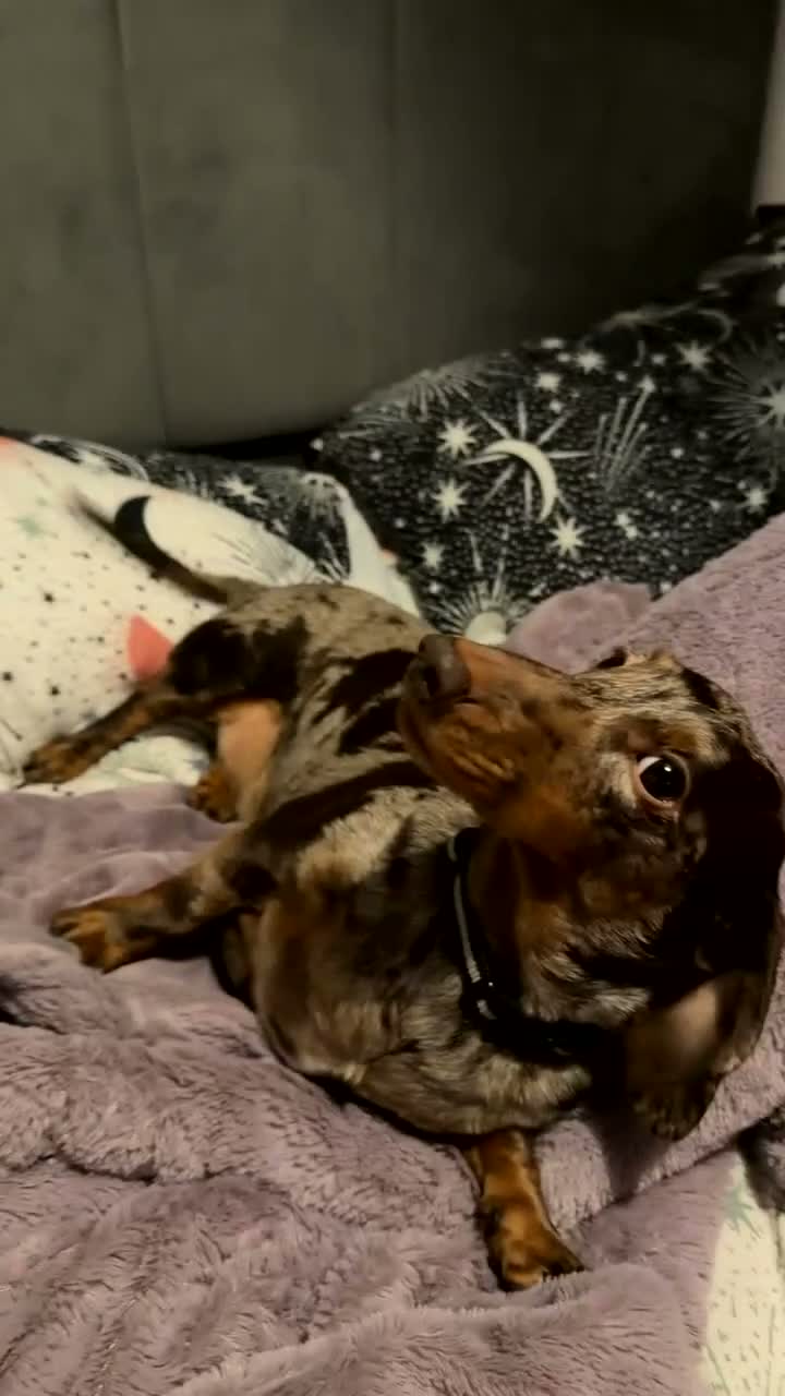 Miniature Dachshund dogs for sale: Miniature smooth coat silver dapple dachshund  in Coalville - Video 2