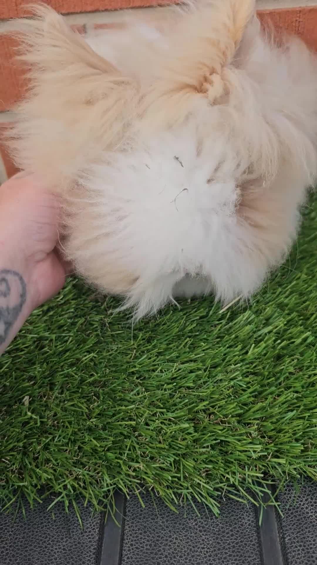 Lionhead rabbits for sale: Double Maned Lionhead Kits - Video 1