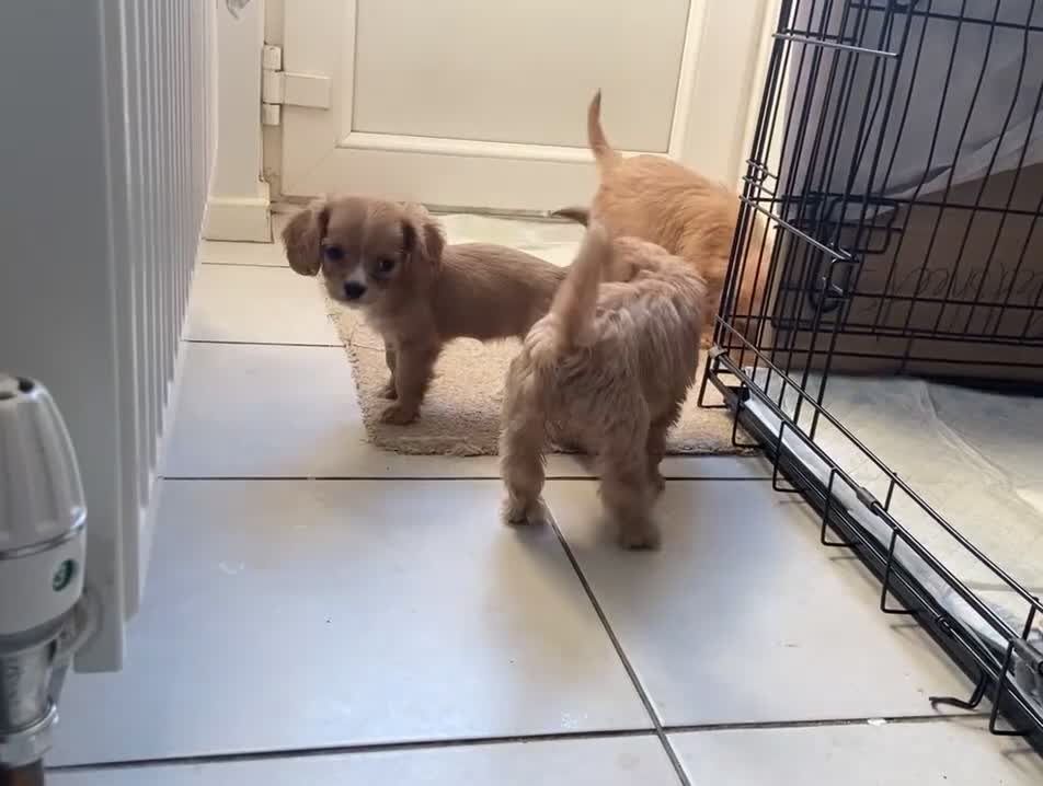 Cavachon dogs for sale: Teddy bear  male  cavachon puppy for sale - Video 1