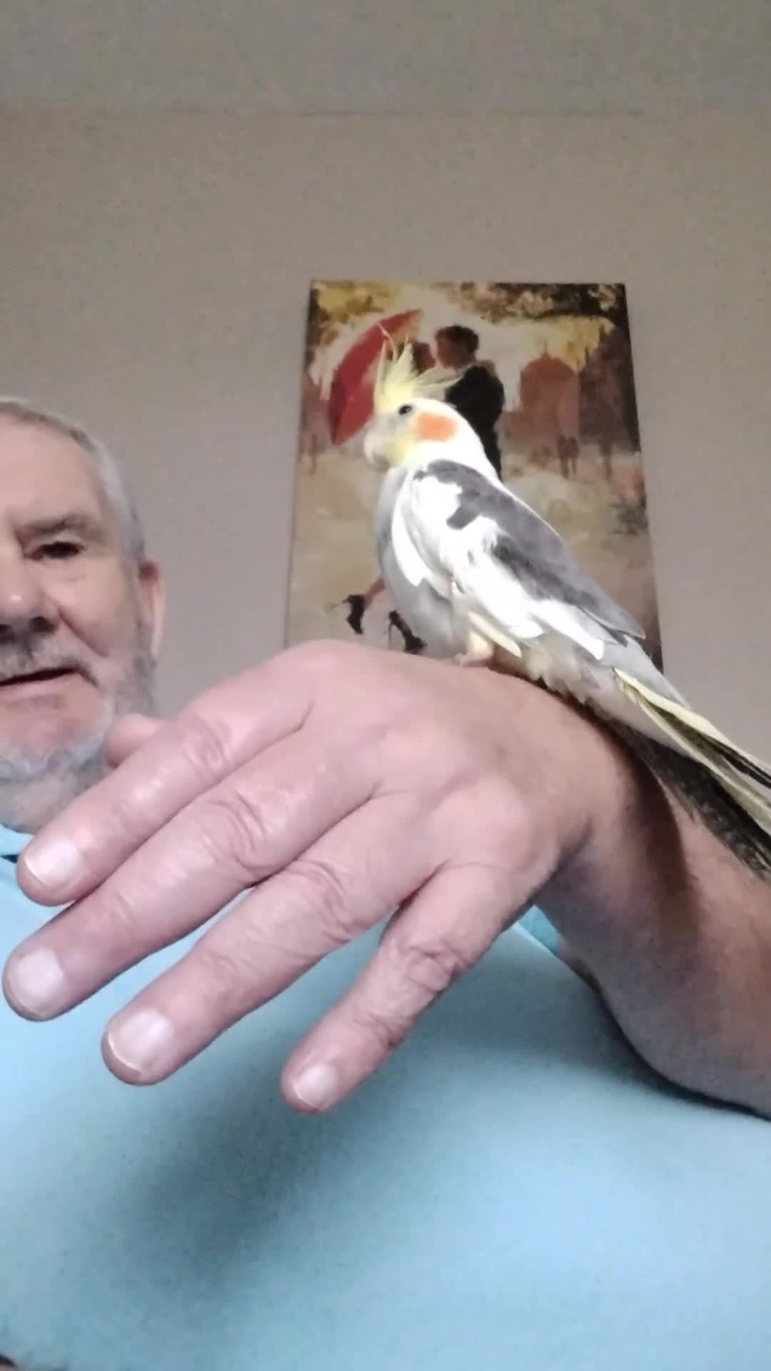Cockatiels birds for sale: Pair of male cockatiel for sale - Video 1