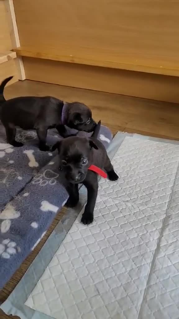 Mixed Breed dogs for sale: Pomeranian x  - Video 2