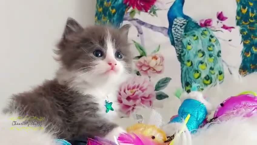 Ragdoll cats for sale: ALL RESERVED 😻😻BEAUTIFUL CROSS RAGDOLL/PERSIAN - Video 2