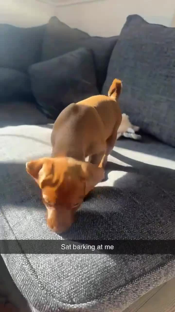 Mixed Breed dogs for sale: Patterdale x Wheaton - Video 1