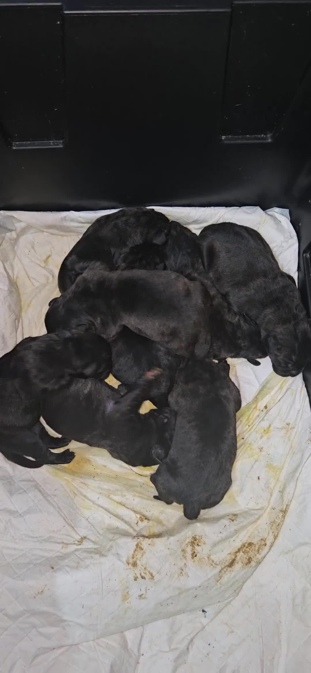 Mixed Breed dogs for sale: Pressa canario / cane corso puppies...  - Video 1
