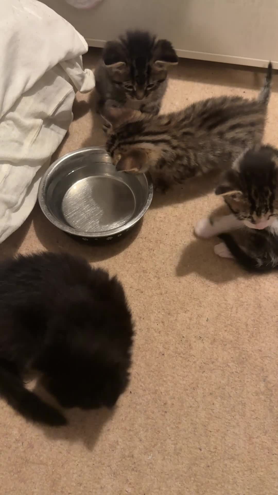 Mixed Breed cats for sale: 4 Kittens for sale  - Video 1