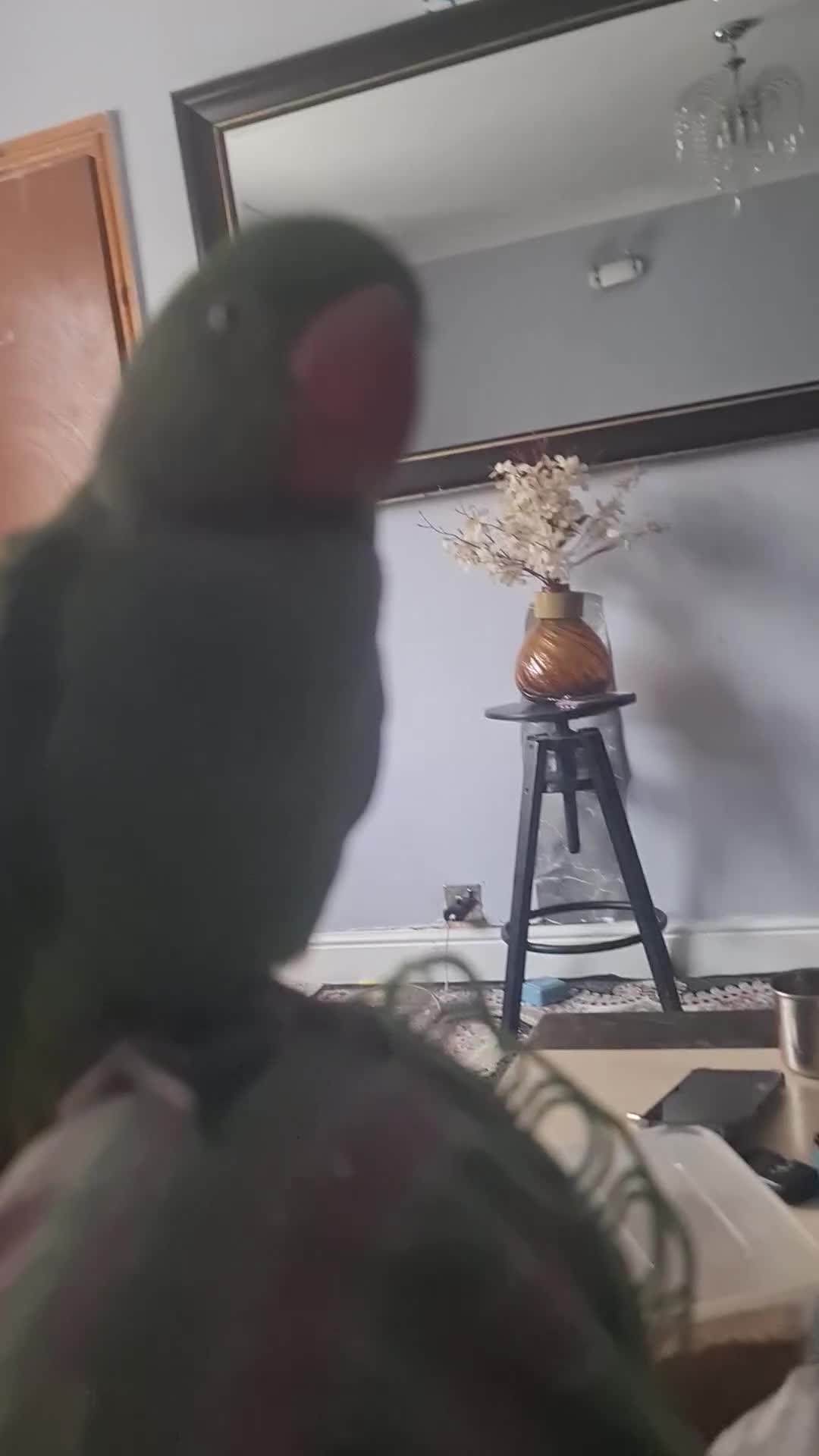Parrots birds for sale: Alexandera parrot - Video 2