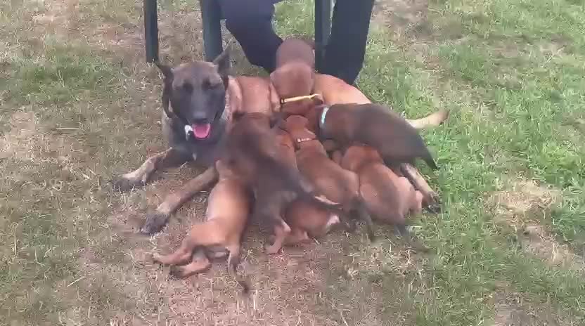 Belgian Shepherd Dog dogs for sale: Belgian Malinois/dutch herder  in Nantwich - Video 1