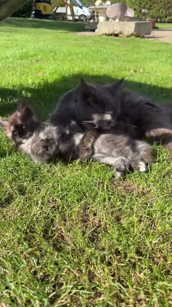 Maine Coon cats for sale:  8 Beautiful Maine Coon Kittens in Dunmow - Video 2