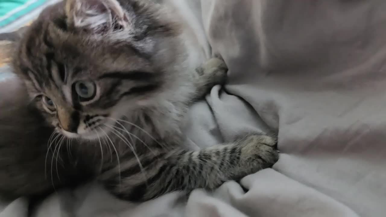 Ragdoll cats for sale: 3 beautiful fluffy ragdoll kittens - Video 2