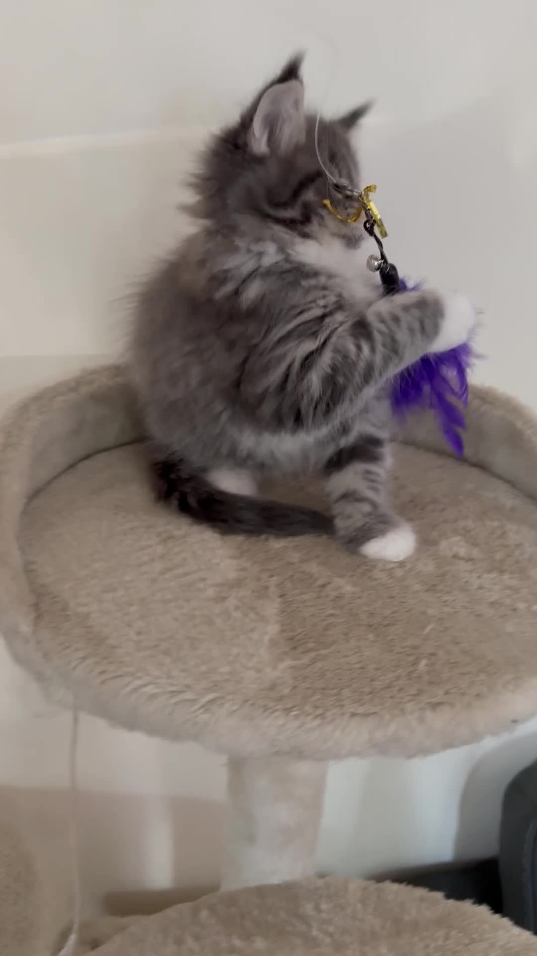 Maine Coon cats for sale: Maine Coon Kittens Tica Registered  - Video 2