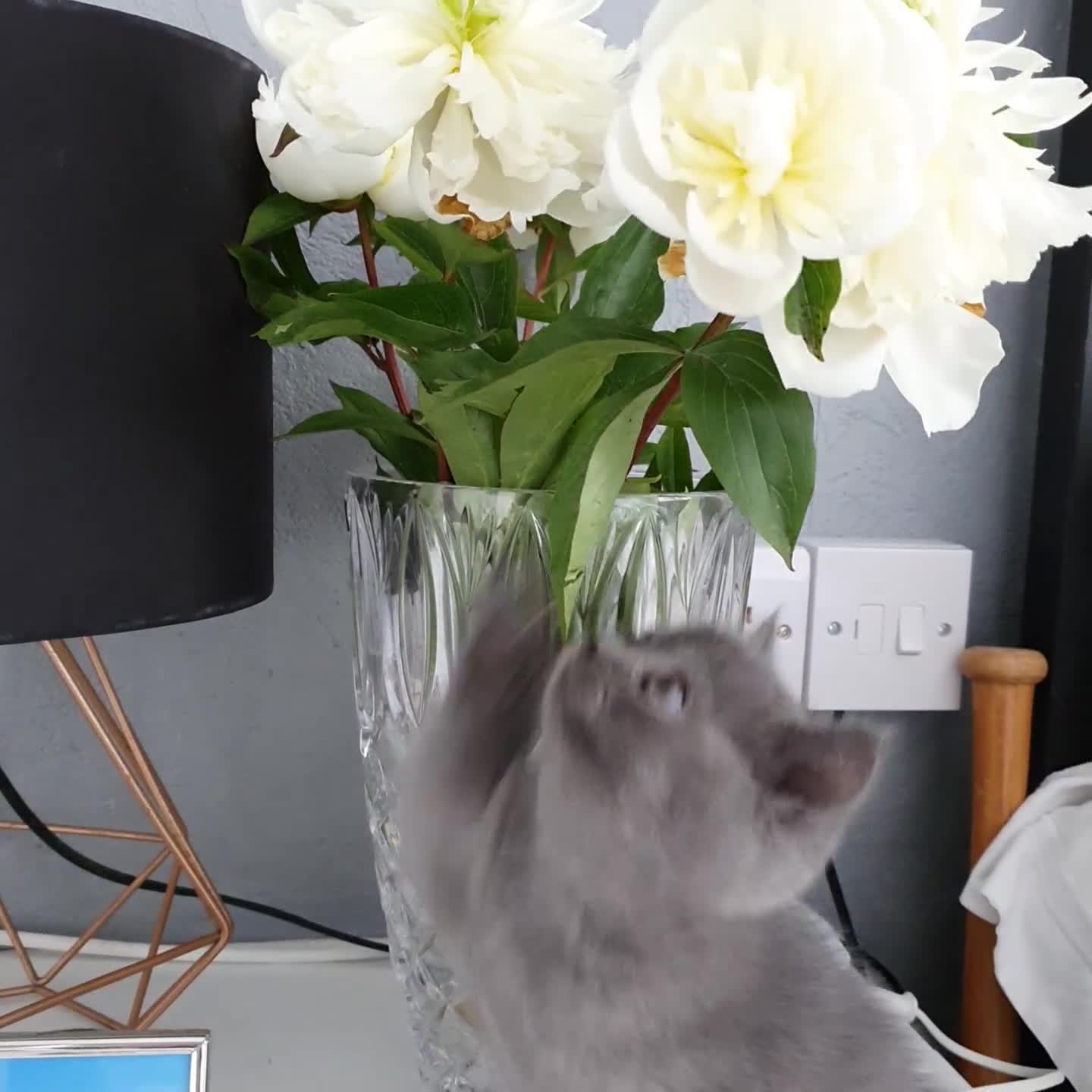 Scottish Fold cats for sale: 🐾 Adorable Scottish Fold Kittens  - Video 1