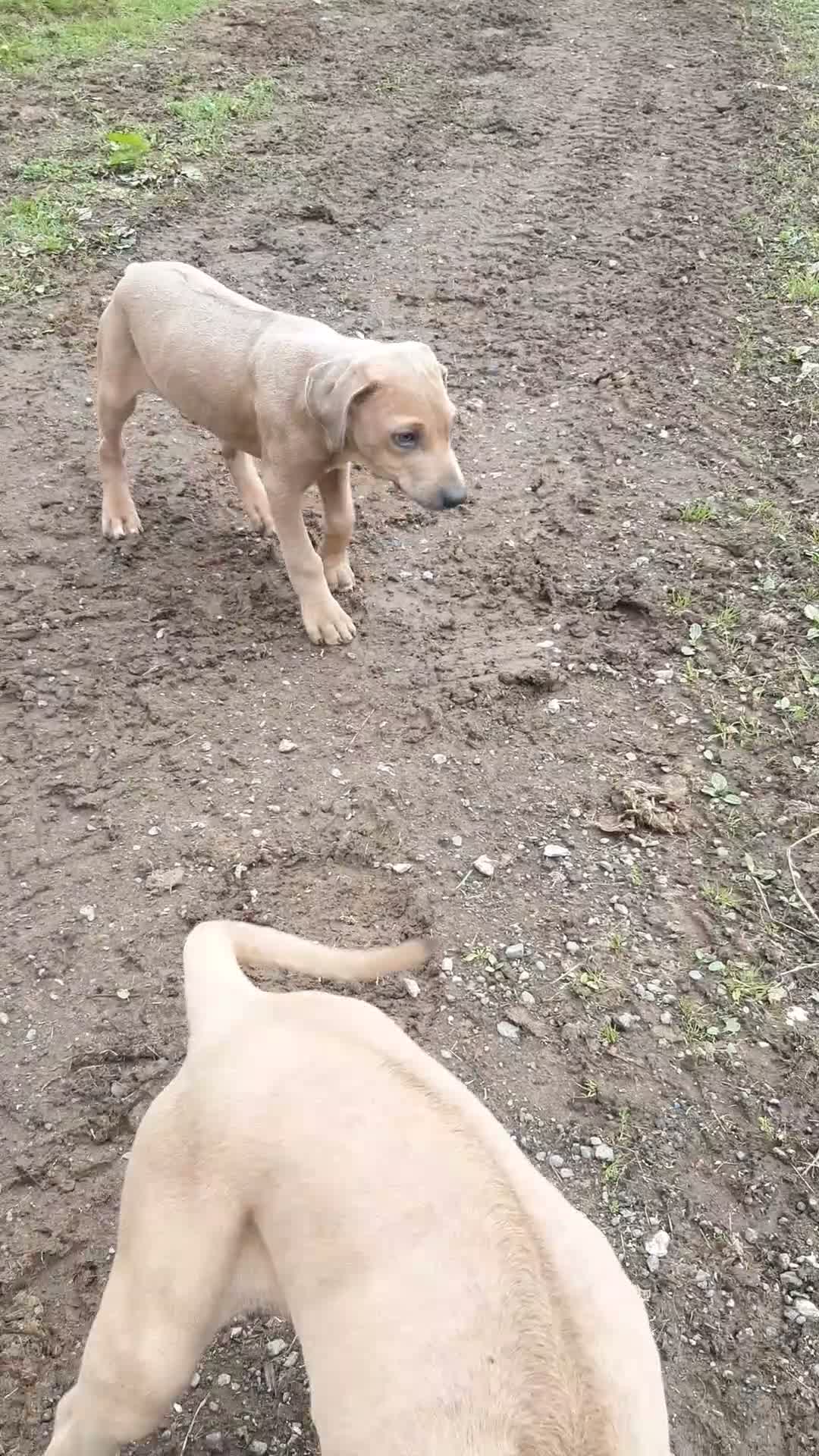 Rhodesian Ridgeback dogs for sale: 🦁RHODESIAN RIDGEBACKS PUPPIES🦁  - Video 4