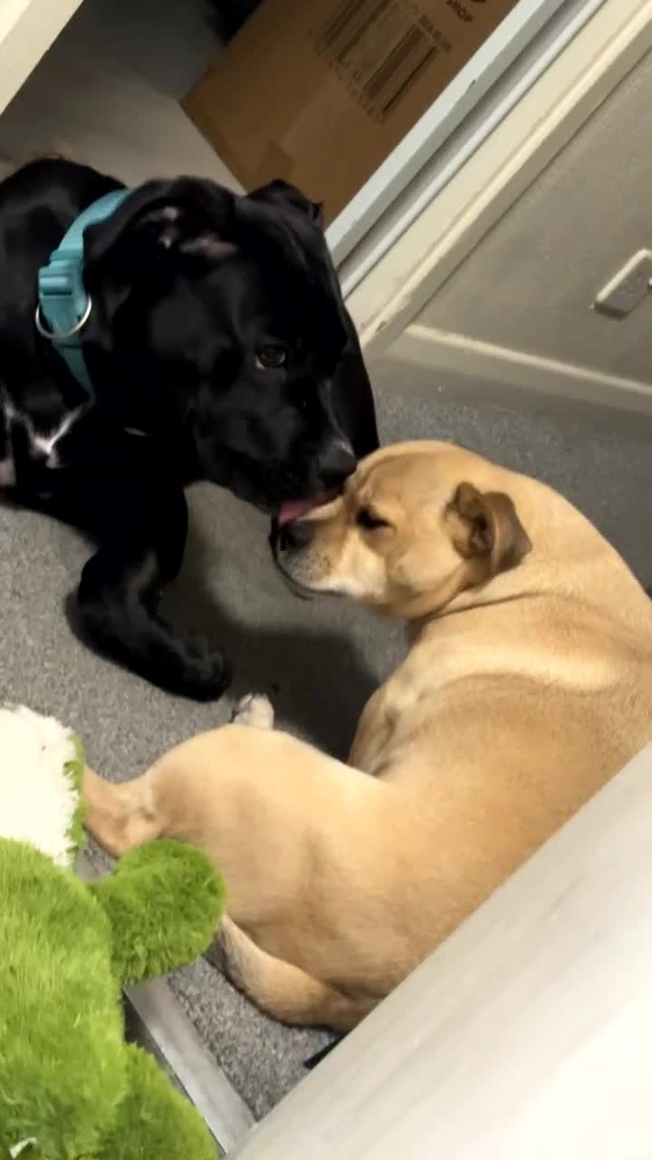 Cane Corso dogs for sale: 1.5 year old Male Cane Corso  in Reading - Video 2