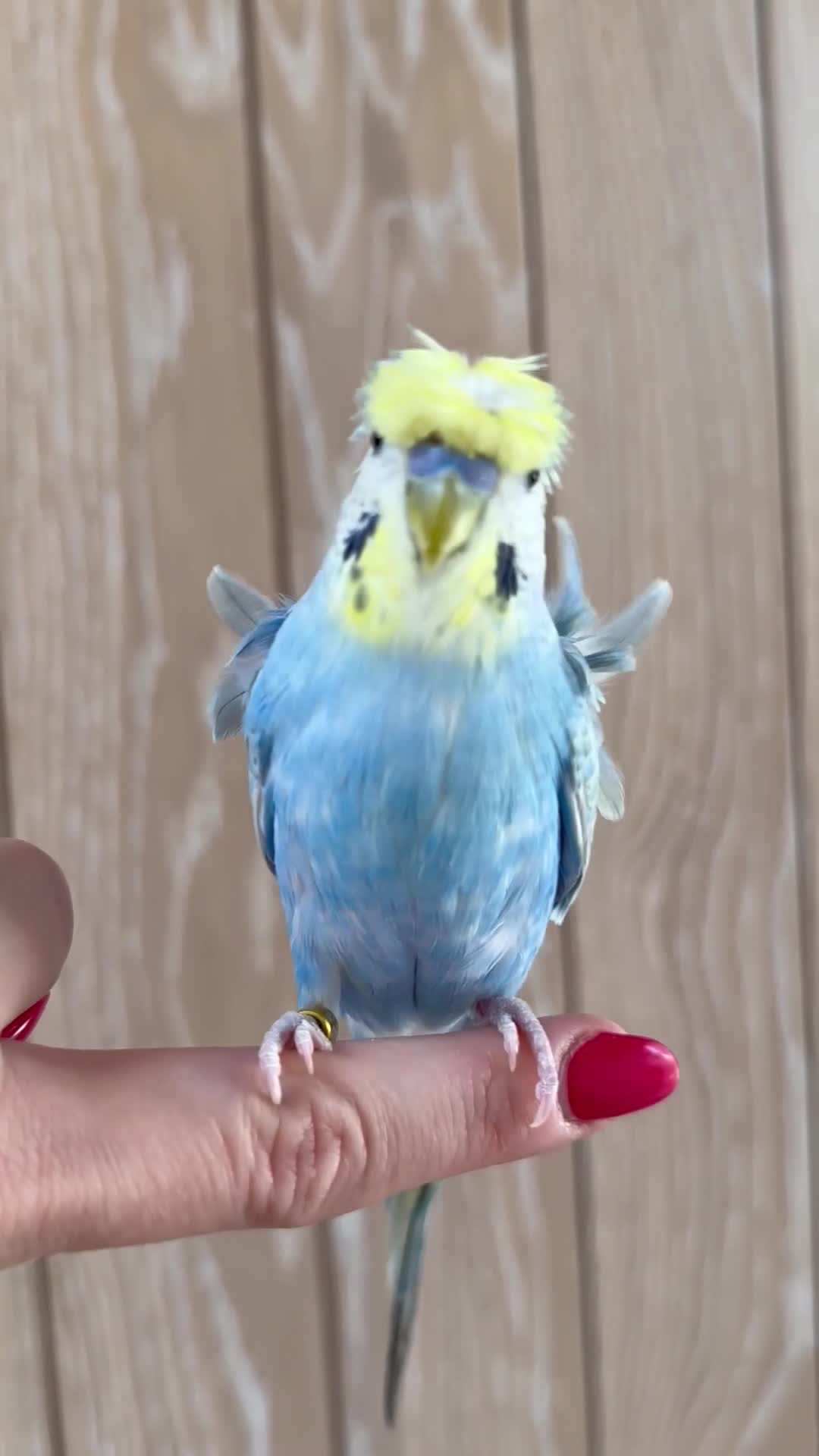 Budgerigars birds for sale: Rare Young Budgie Boys, Large Cage & Full Setup - Video 2