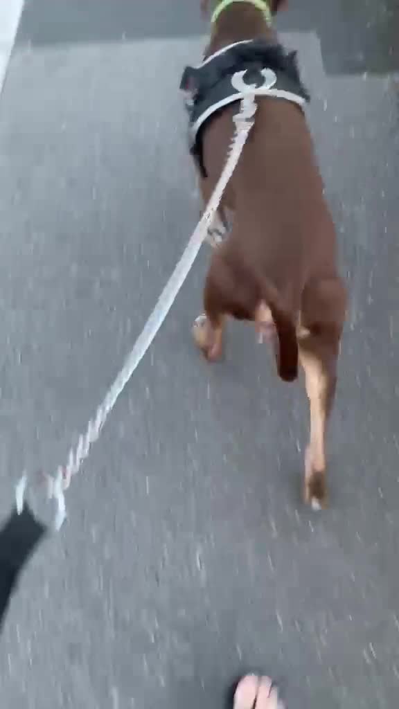 Mixed Breed dogs for sale: 9 month old Doberman cross  - Video 1