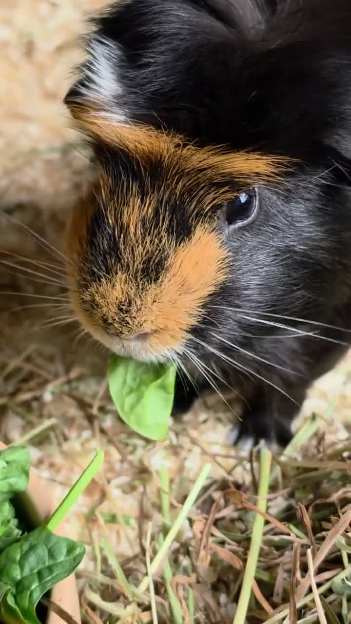 Guinea Pig rodents for sale: Beautiful Male Guinea Pig for sale in Hayle - Video 2