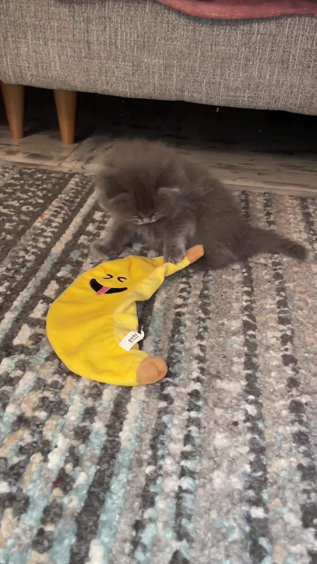 Ragdoll cats for sale: Beautiful Ragdoll kittens rare blue colour - Video 3