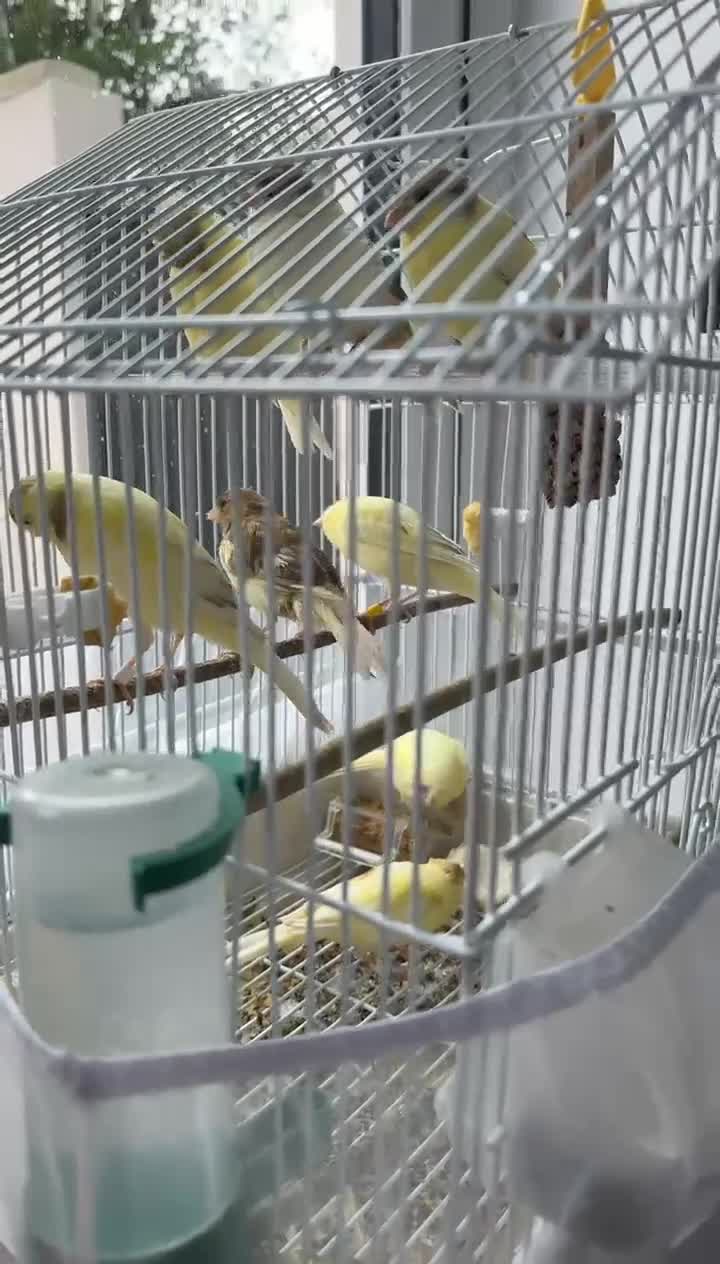 Canaries birds for sale: Crested and Gloster canry   in London - Video 1
