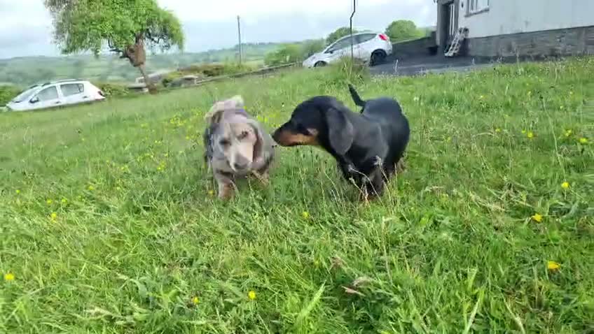 Dachshund dogs for sale: Stunning Standard Datchhound puppies    - Video 1