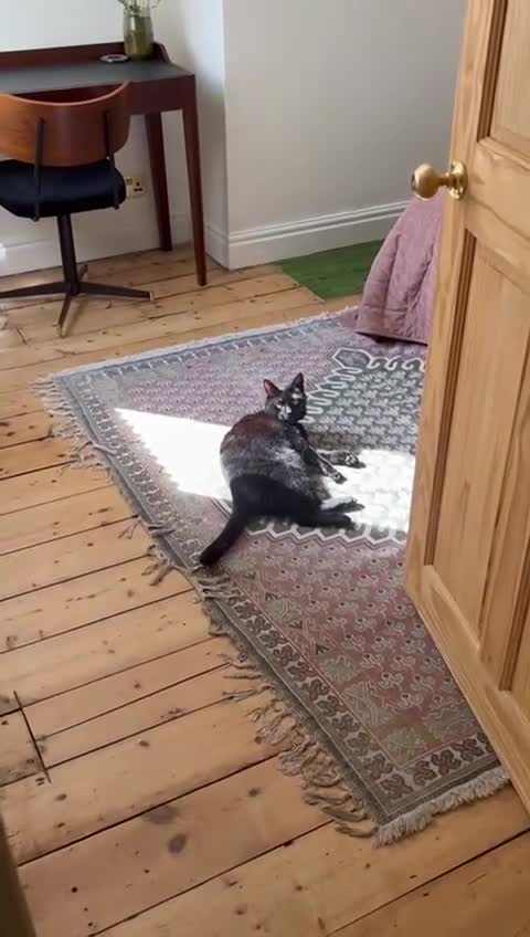 Mixed Breed cats for sale: Cat For A Good Home - Video 2