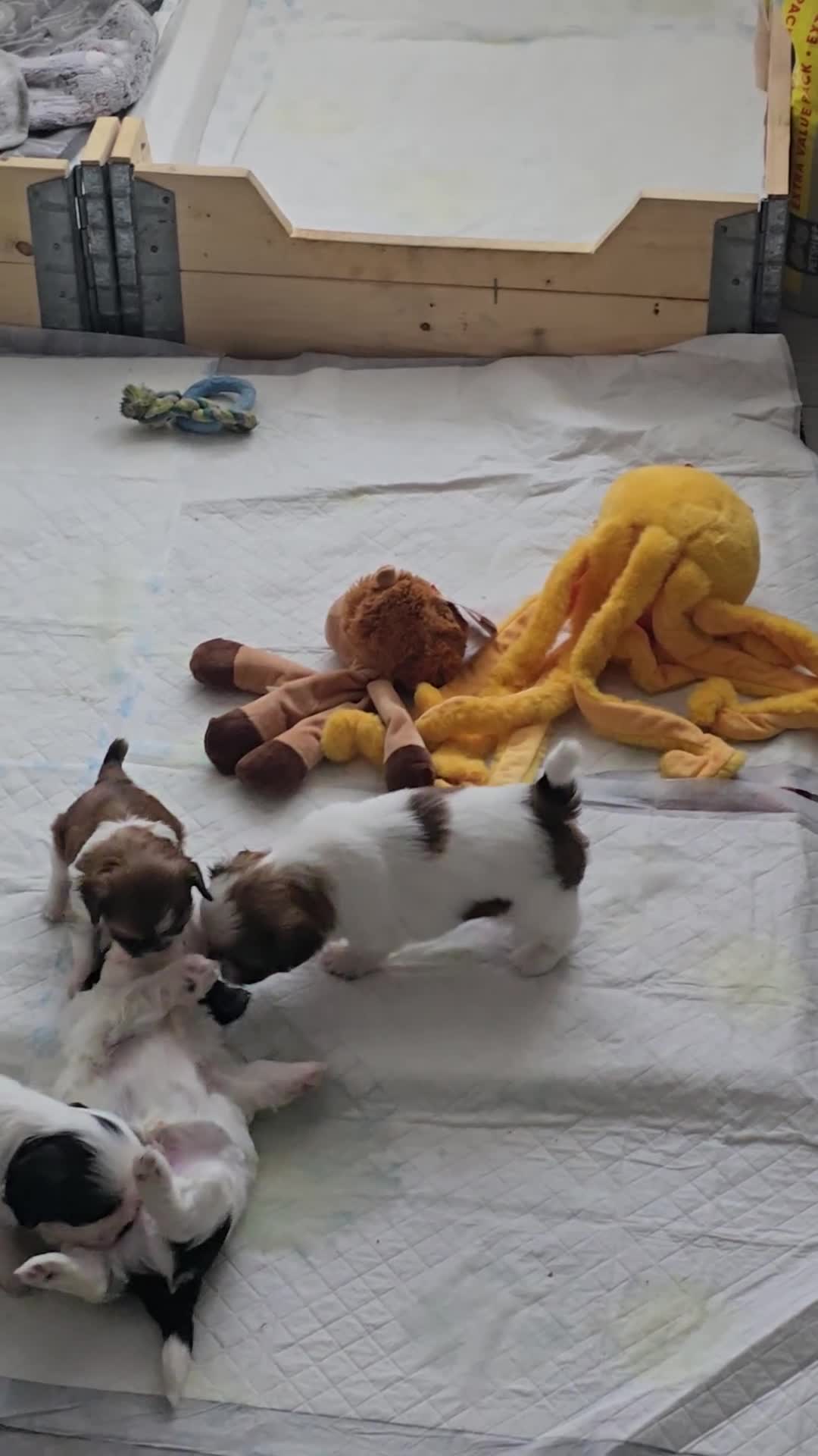 Shih Tzu dogs for sale: Last two puppies from liter 🐶🐶 - Video 1