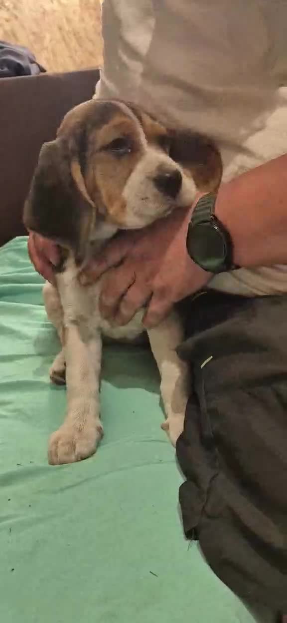 Beagle dogs for sale: Beagle puppies for sale  - Video 1