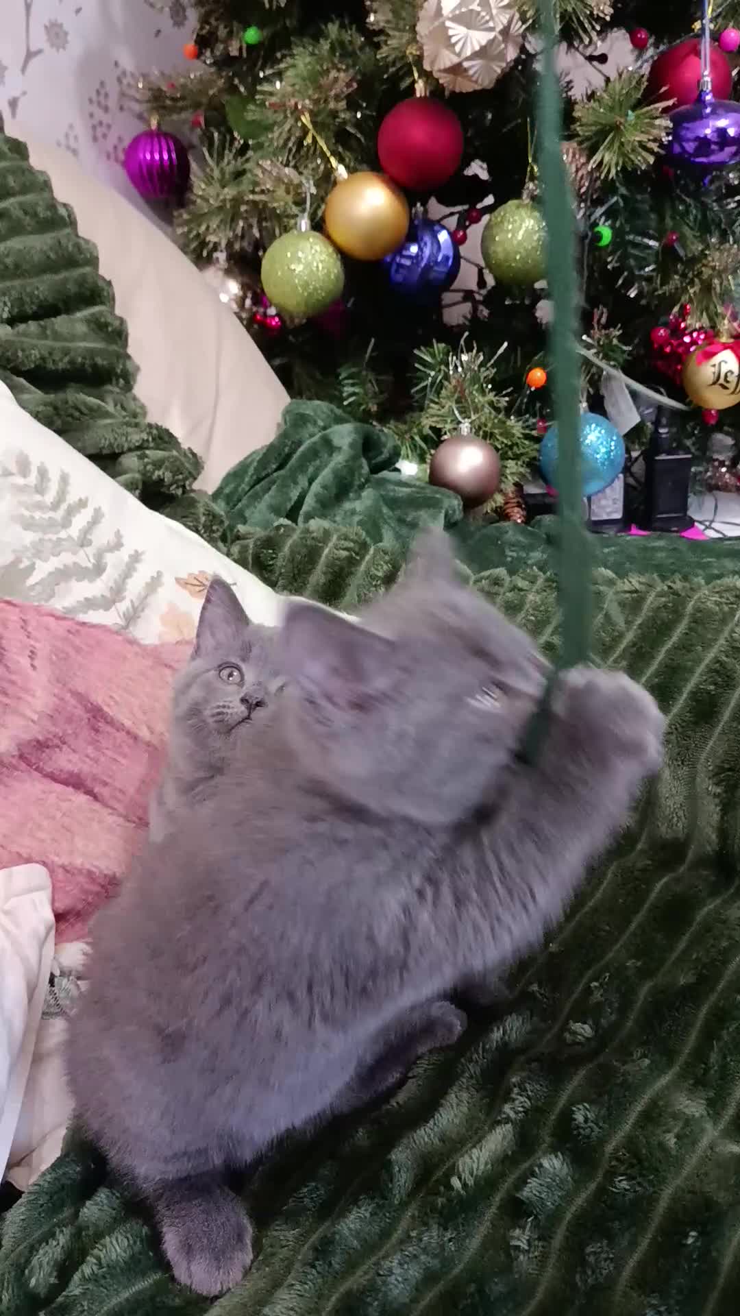 British Shorthair cats for sale: Beautiful kittens  - Video 1