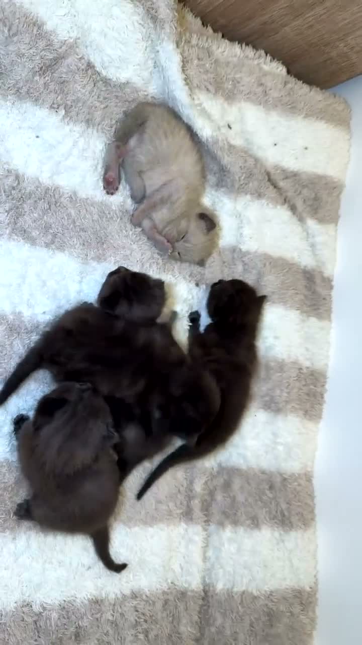 Mixed Breed cats for sale: 5 beautiful kittens for sale  - Video 1