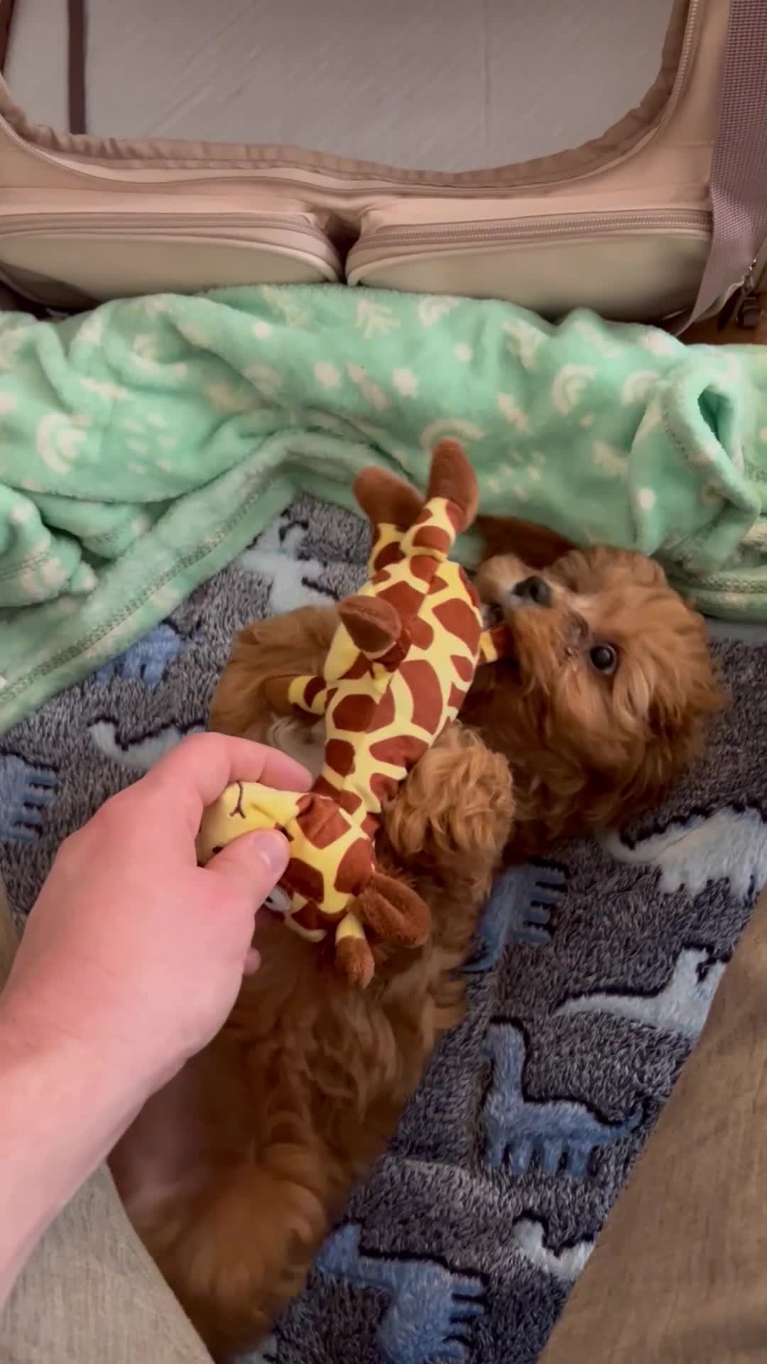 Cavapoo dogs for sale: Cavapoo female puppy (F1)  in London - Video 1