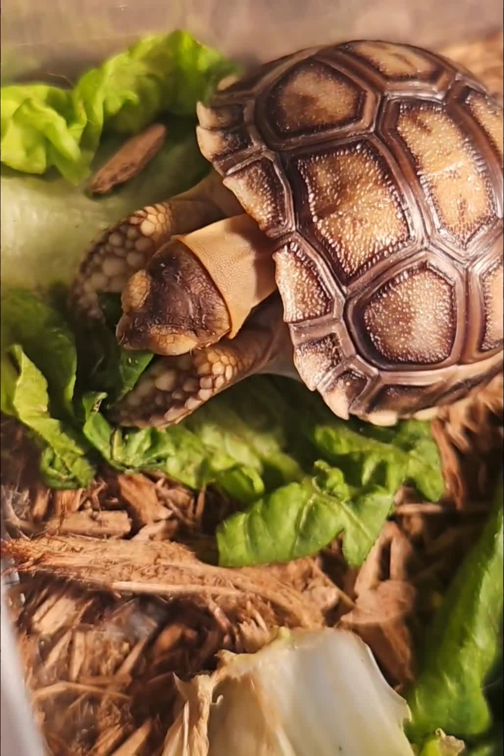 Tortoise reptiles for sale: Baby sulcata tortoise - Video 2