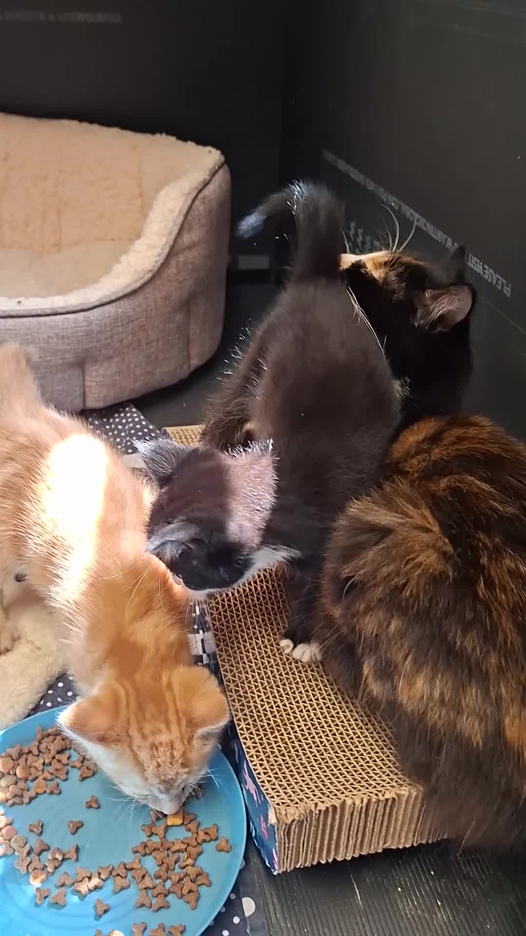 Mixed Breed cats for sale: 4 beautiful kittens for sale - Video 1