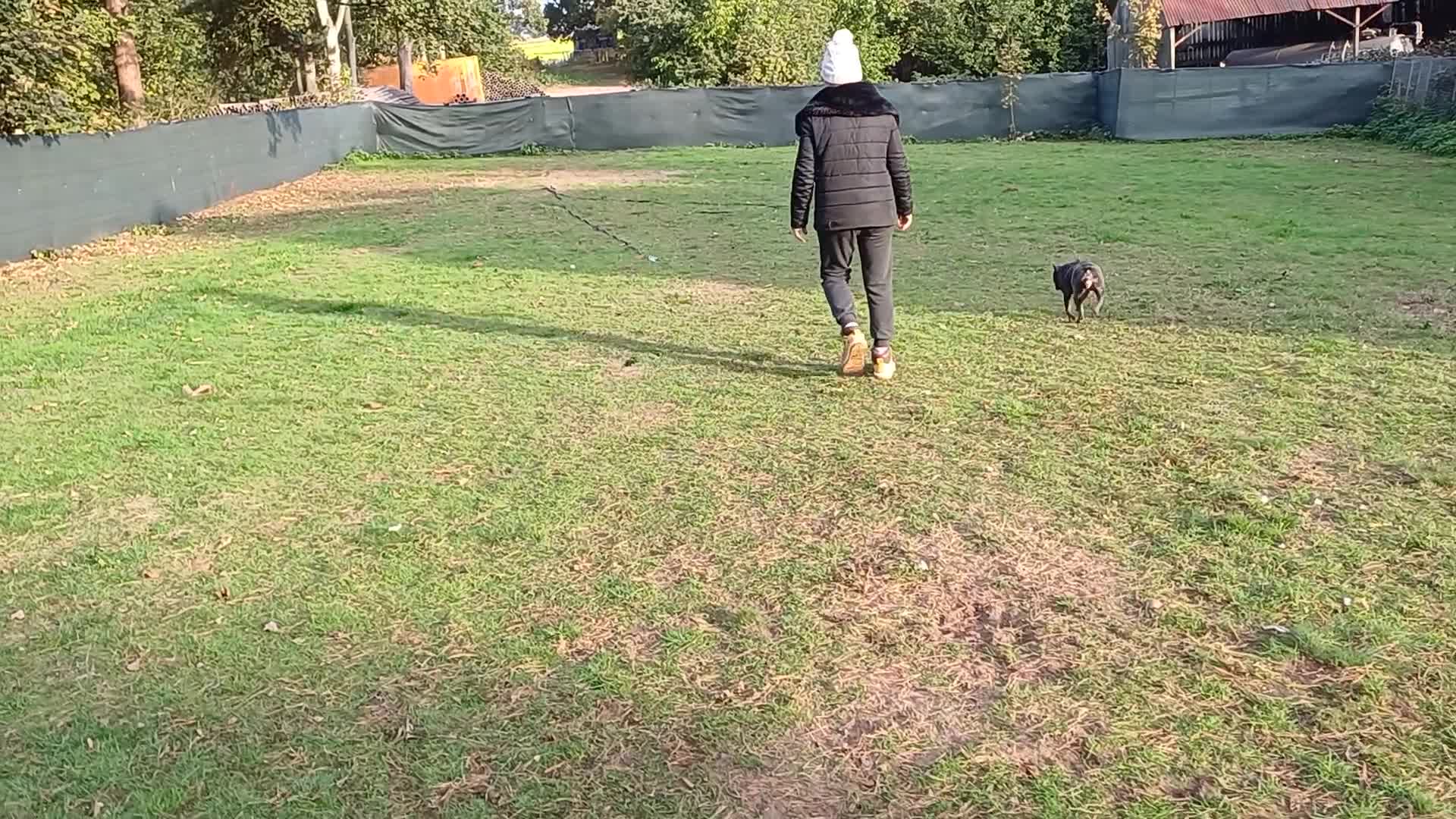 French Bulldog dogs for adoption: Meet BONNIE - a Lovely Girl, for a Loving Home - Video 1