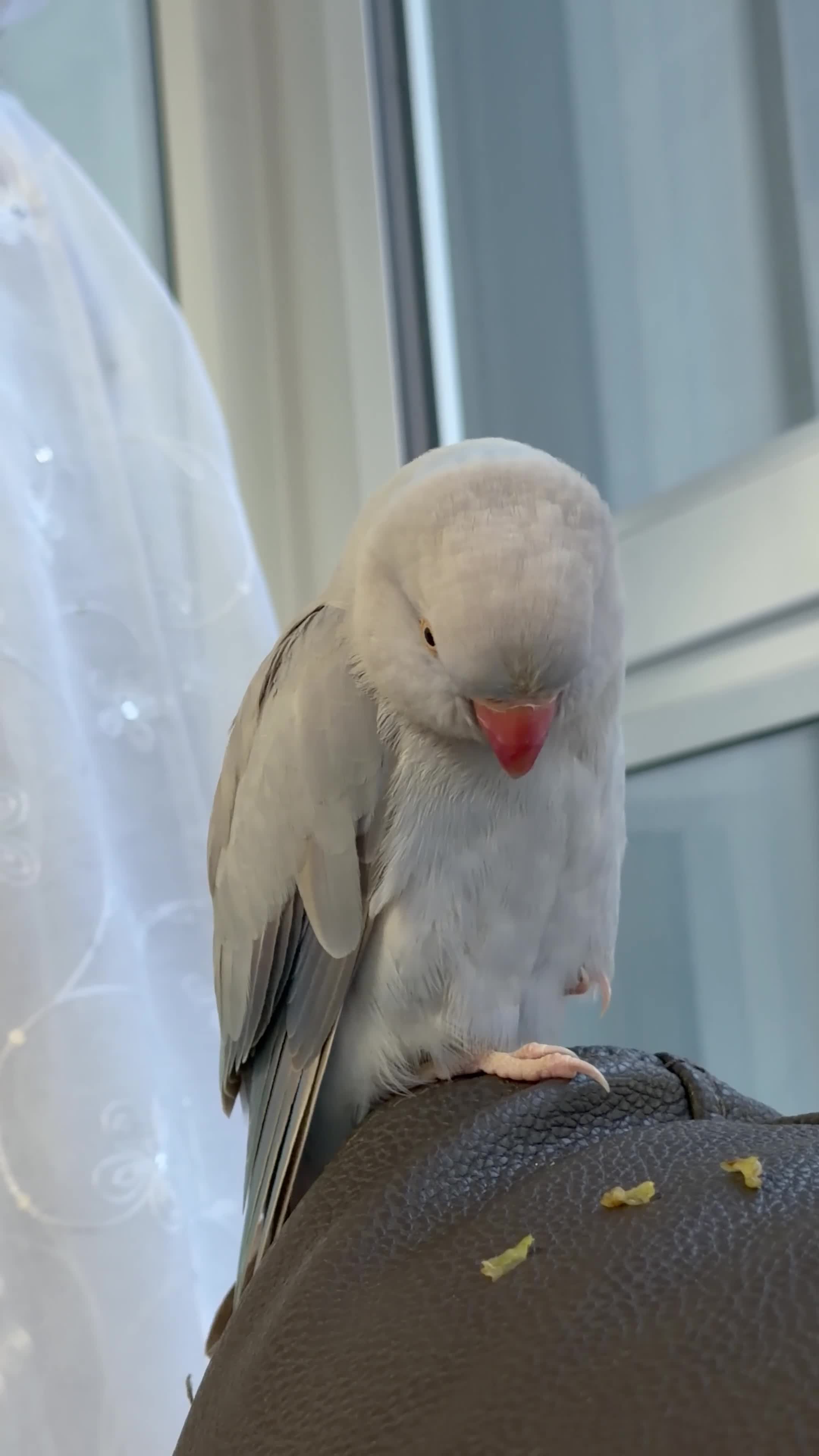 Ringnecks birds for sale: Indian ringneck parrot in Glasgow - Video 1
