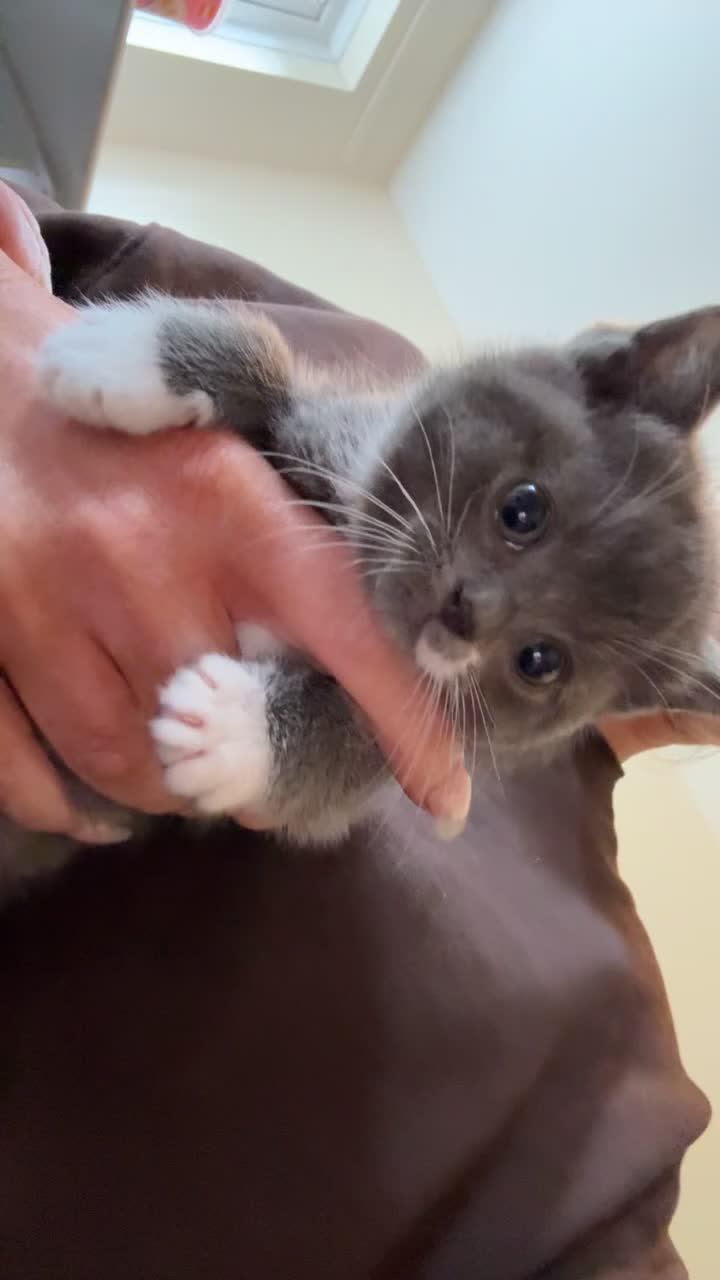 Mixed Breed cats for sale: BSH X kittens for sale  - Video 2