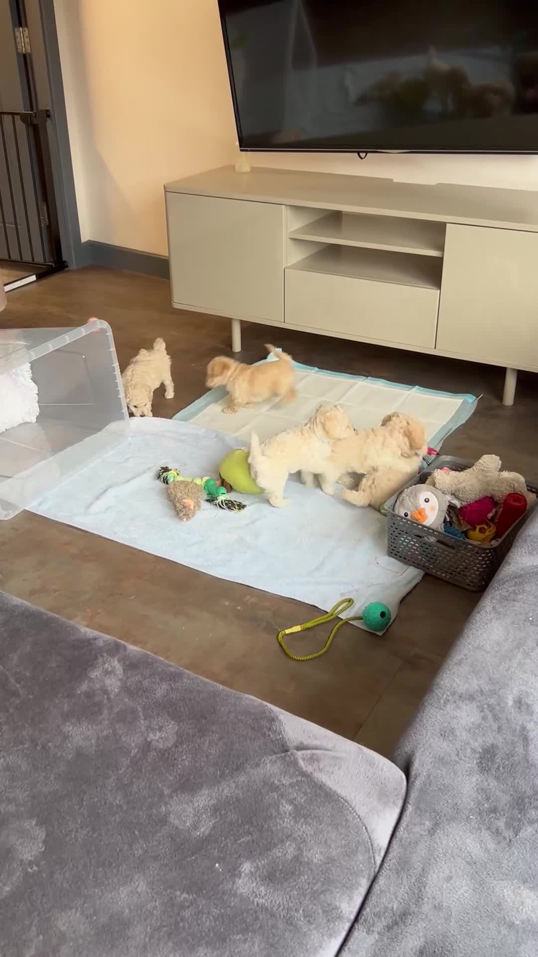 Cockapoo dogs for sale: Our little beauties in York - Video 1