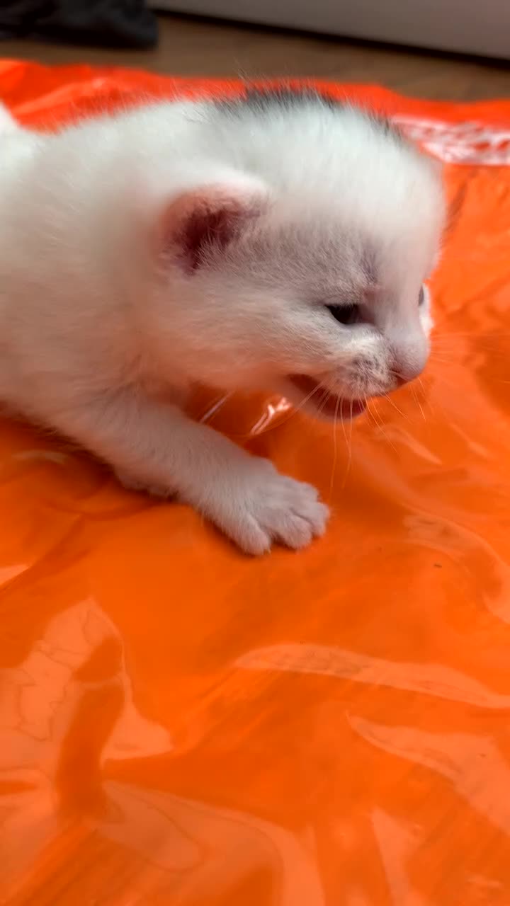 Domestic Shorthair cats for sale: Mochi - Video 1