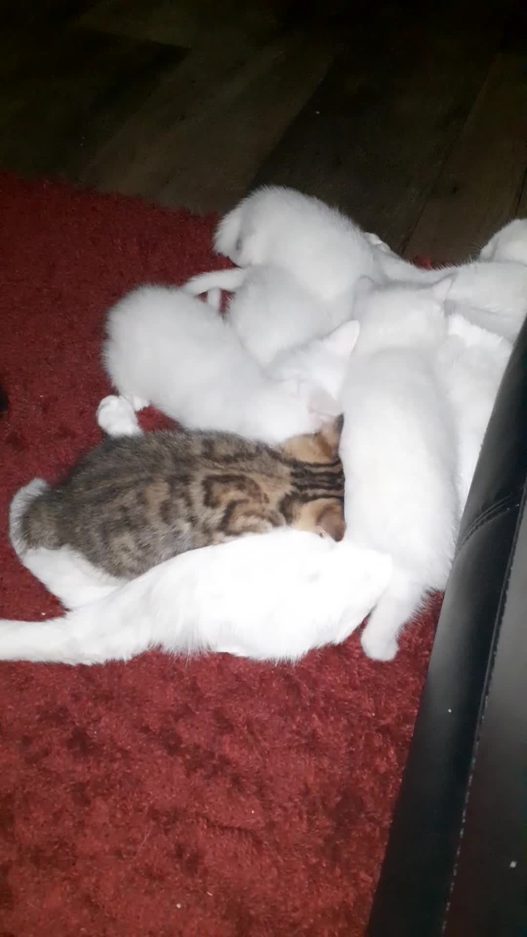 Khao Manee cats for sale: Khao manee  - Video 2