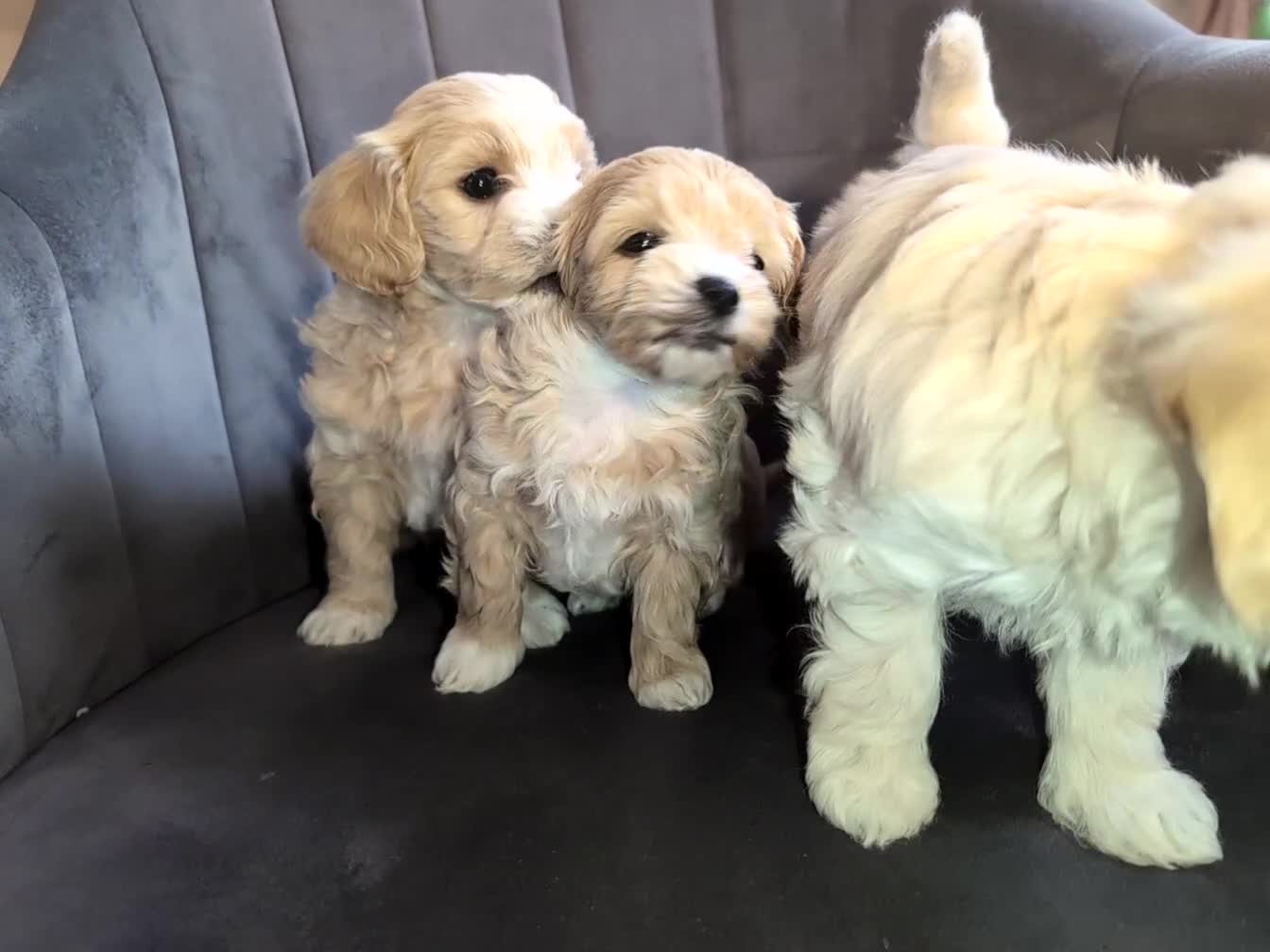 Maltipoo dogs for sale: Maltipoo puppies - Video 2