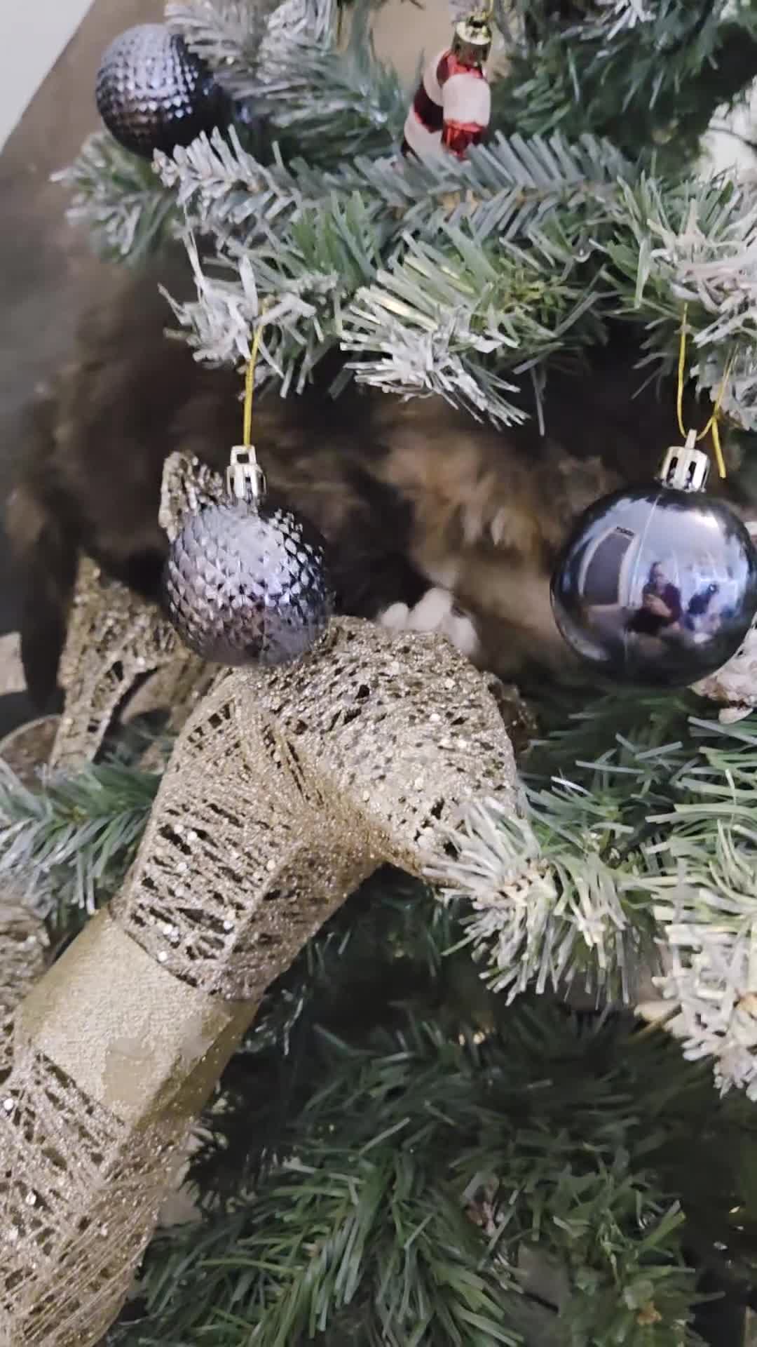 Mixed Breed cats for sale: 3 little kittens looking for forever home - Video 1