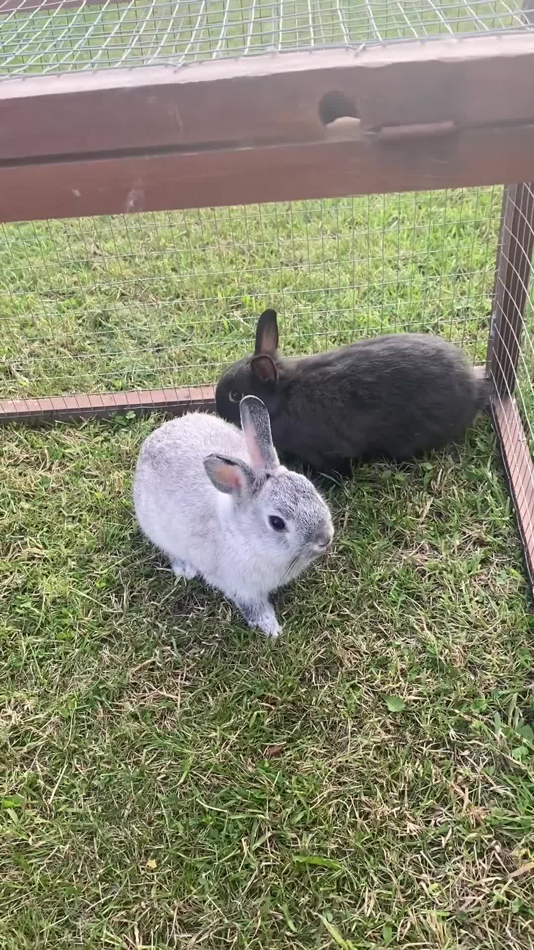 Netherland Dwarf rabbits for sale: Gorgeous baby Netherland Dwarf kits in Manchester - Video 1