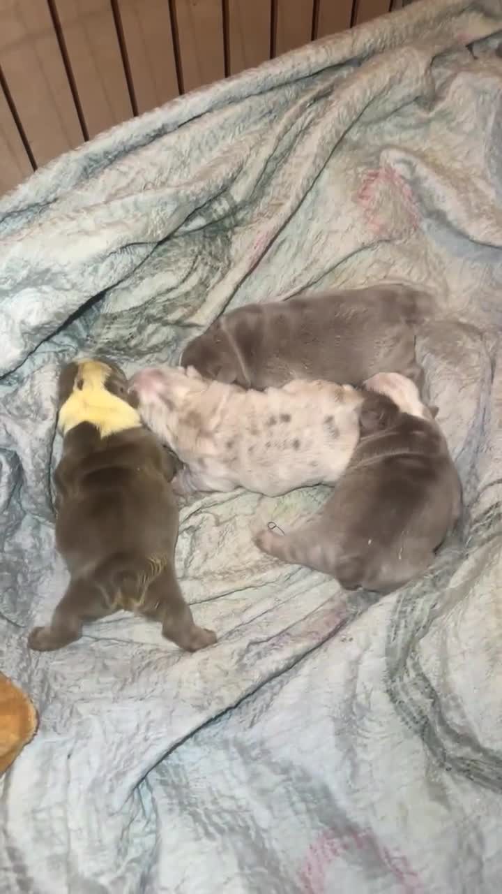 English Bulldog dogs for sale: ‼️KC ENGLISH BULLDOG PUPS‼️ - Video 1