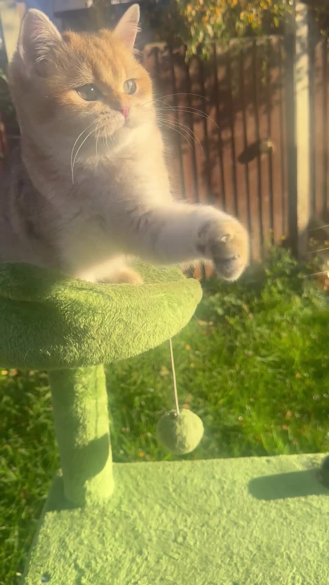 British Shorthair cats for sale: Last handsome golden boy left😻🌼🌺 - Video 2