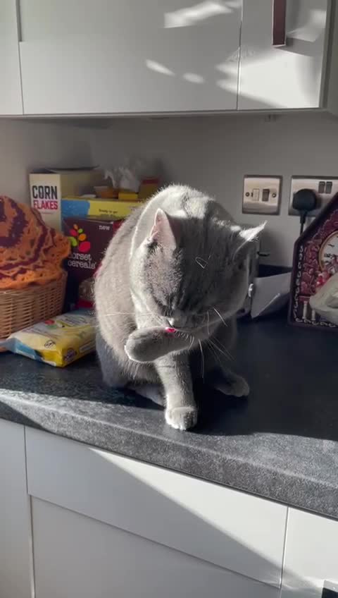 British Shorthair cats for stud: British shorthair blue for stud in Birmingham - Video 2
