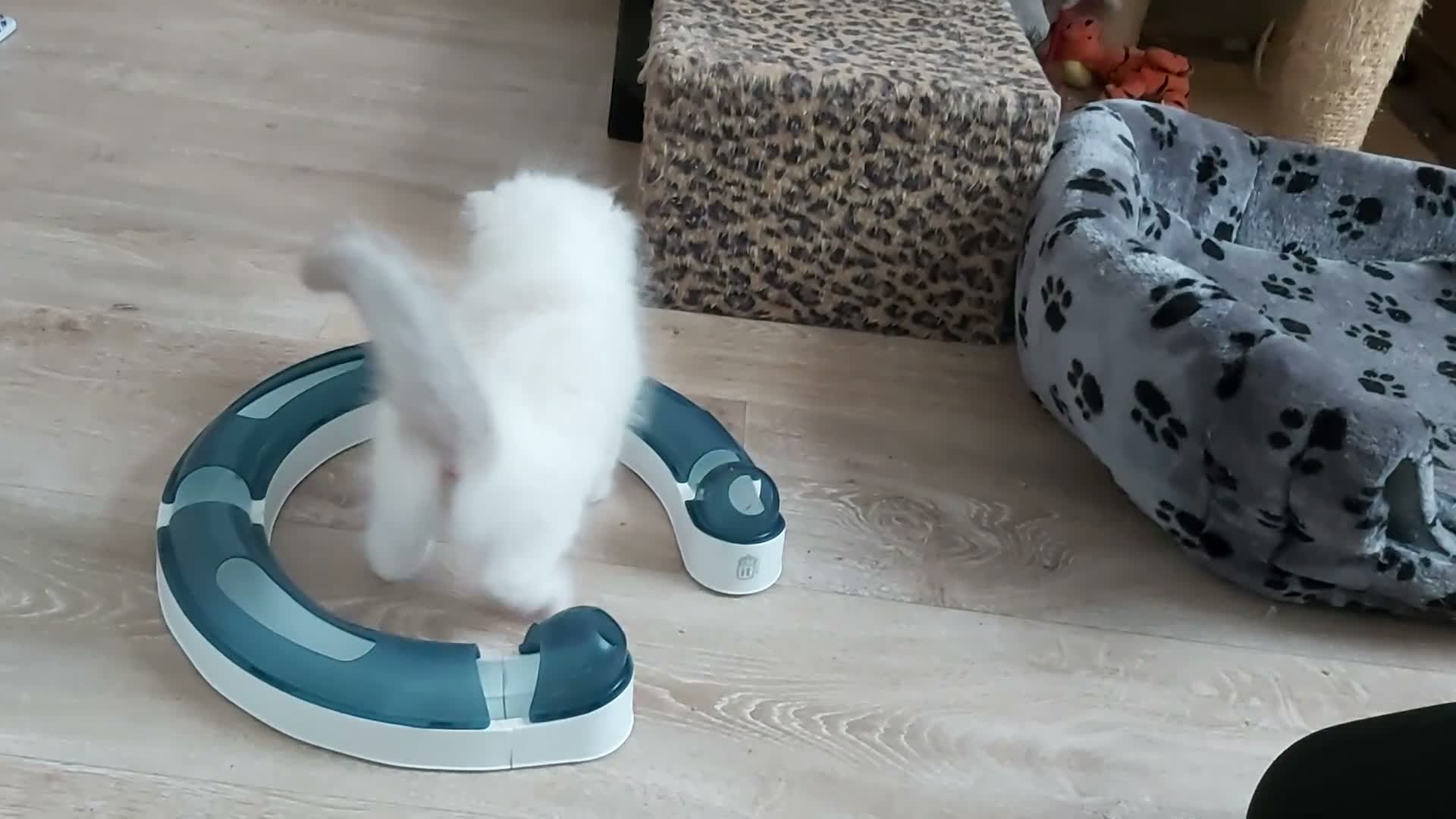 Ragdoll cats for sale: RAGDOLLS BICOLOUR GIRL BOY BLUE EYES  - Video 2