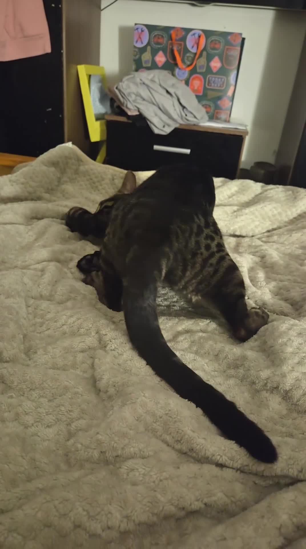 Bengal cats for sale: Charcoal Tica Bengal - Video 1