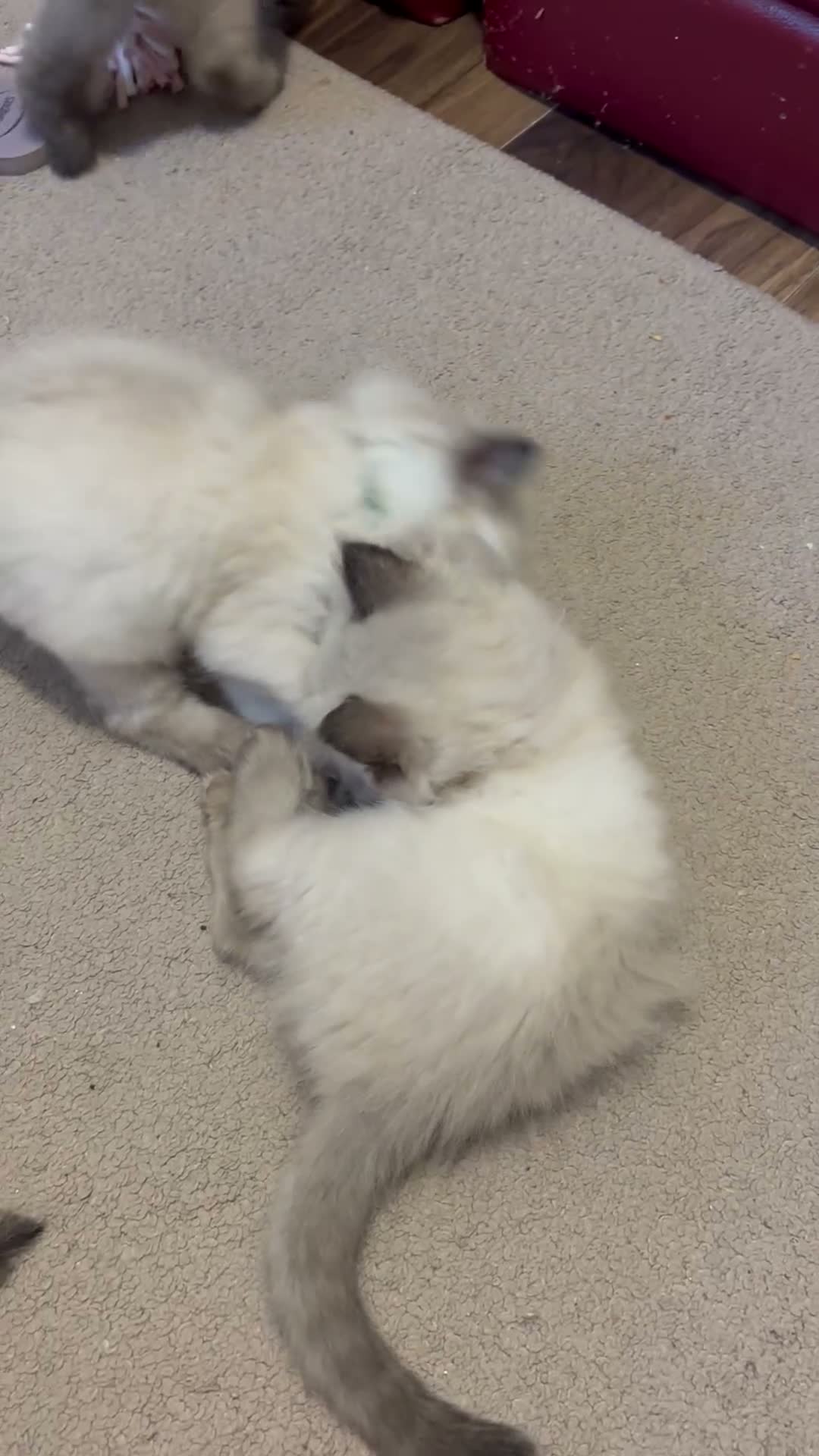 Ragdoll cats for sale: Pure Ragdoll kittens - Video 1
